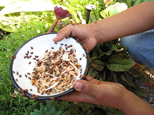 1500 Live Ladybugs - Good Bugs for Garden - Guaranteed Live Delivery!
1500 Pre-Fed Hippodamia Convergens Ladybugs - Idea